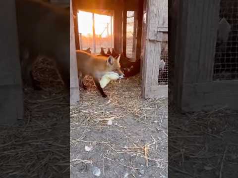 🦊When a Cat Faces a Fox, Who Wins?  猫とキツネが対決したら、勝つのはどっち？