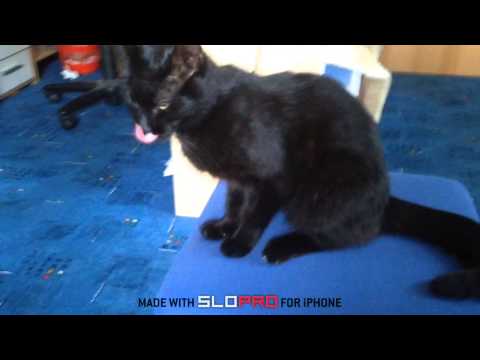 Bubu erschreckt sich in Slow Mo