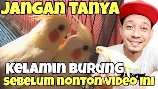 Download lagu RAHASIA MENGETAHUI KELAMIN ANAKAN BURUNG FALK PARKIT AUSTRALIA⁉️AJAIB BANGET‼️ mp3 Download lagu RAHASIA MENGETAHUI KELAMIN ANAKAN BURUNG FALK PARKIT AUSTRALIA⁉️AJAIB BANGET‼️ mp3