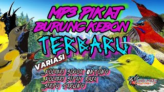 Download lagu mp3 suara pikat burung SOGON,sepah raja dan sirtu ngamuk mp3
