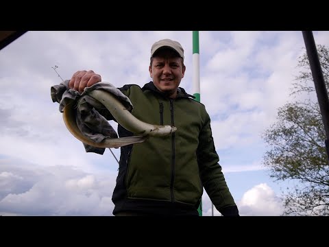 Aal am Tag bei Hochwasser (livebiss) #angeln #livebiss