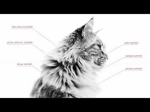 Royal Canin Cocker Adult 12kg video