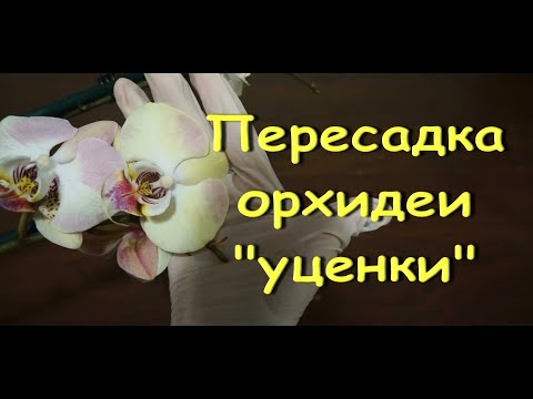 ОРХИДЕЯ-уценка МАНДАЛА:корни,пересадка,Phal. Mandala