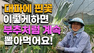 대파에 핀꽃 절대버리지 마세요 이렇게 하면 원없이 계속 먹을수 있습니다 - 대파농사 대파재배 대파키우기