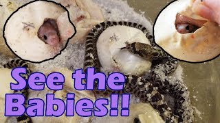 We have Baby Bullsnakes!! See them in 4k! by Snake Discovery