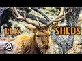 ELK DROPS ANTLERS ON VIDEO!