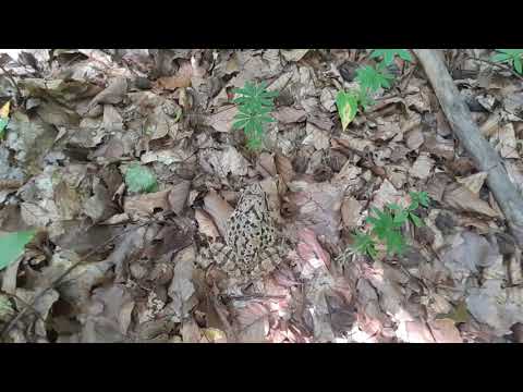 Motorola One Action camera test - Frog in slowmotion