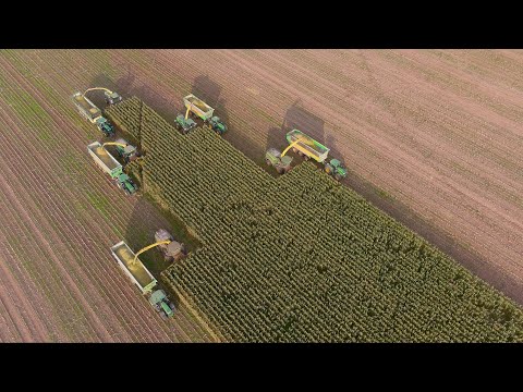Mais 2023 : 5 John Deere Harvesters!!!! | 52 rows cut at once | Van den Tillaart | Harvest XXXL | 4K