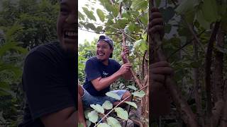 Download lagu Mau ketawa takut dosa video lucu bikin ngakak hiburan warga 62 viral video funny videos birds shorts mp3