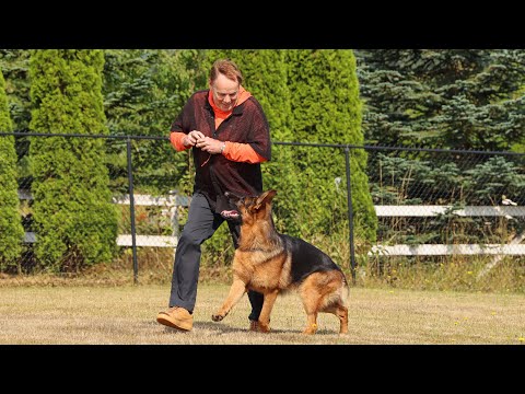 Super Guidable & Smooth Gait | Kraftwerk K9 German Shepherds