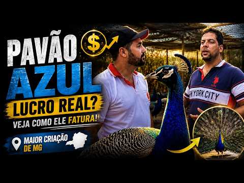 COMO CRIAR PAVÃO AZUL — visitei a maior criação de pavão de MG e veja como ele GANHA DINHEIRO