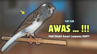 Download lagu Kenari GACOR Panjang Suara PANCINGAN Kenari PAUD Belajar Bunyi Ngeriwik | Masteran Kenari Paud #694 mp3