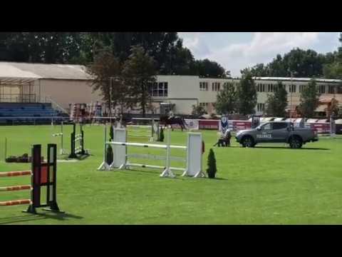 6yo gelding (Nabab de Reve x Lys de Darmen) Full brother of Valentina van't Heike(Jos Lansink)