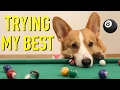 IT S NOT THAT EASY Topi The Corgi