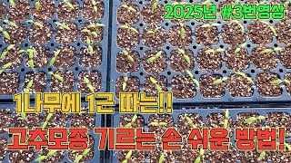 고추모종 쉽게 기르세요, 죽지 않아요!! ^^ 2025년 #3
