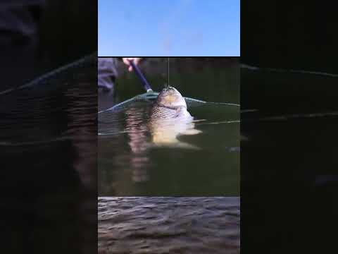 A new PB Chub  #fishing #chub #chubfishing