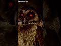 Fear Files Ringtone
