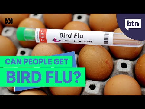 禽流感是什麼，為什麼讓這麼多人憂心忡忡？- 新聞背後 (What is bird flu and why it has so many people worried? - Behind the News)