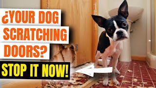 Your DOG SCRATCHING The DOORS 🚪🐕 (Why and How to AVOID IT)