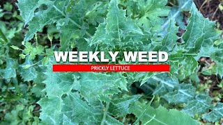 Weekly Weed: Prickly Lettuce