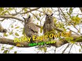 Dusky Eagle Owl Call Dusky Eagle Owl Bubo Coromandus