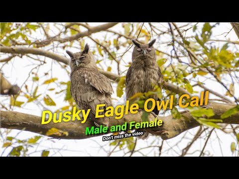 Dusky Eagle-Owl — Bubo coromandus — hlas a video
