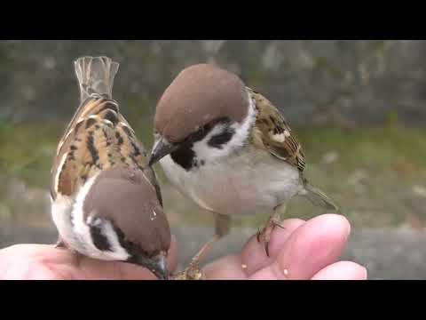 可愛いすずめ達 いつも、サキッチョ君 20220208pm 8（水上橋）