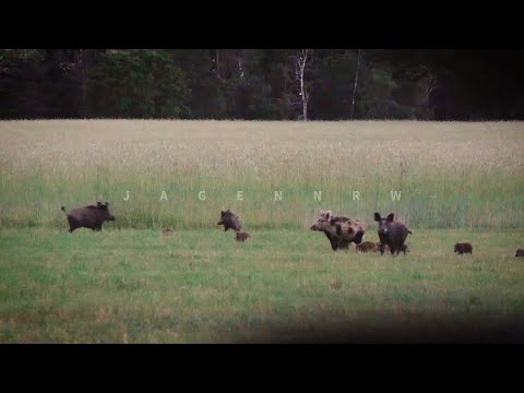 Pirsch auf tagaktive Sommer-Sauen mit Tom – Hunt on Demand Trailer – jagenNRW