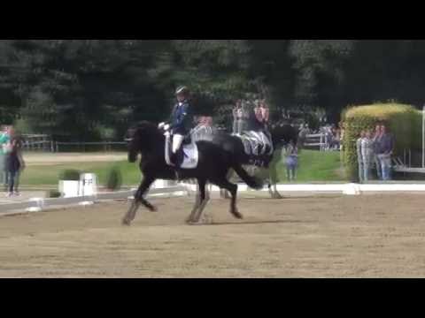 Westfalenwoche 2016 - 4jährige Hengste - Revenant, Riptide + Symphonic