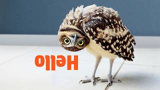 I think my owl is broken... | Funny Bird Compilation