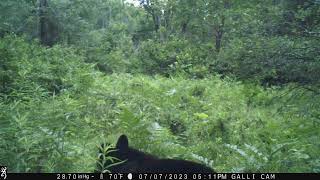 Barnes Lake Bears 9