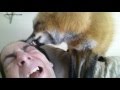 My fox grooming me in the morning