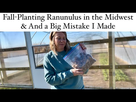 Some mistakes are hard to swallow : Fall-Planting Ranunculus in Zone 5 #ranunculus #cutflowers