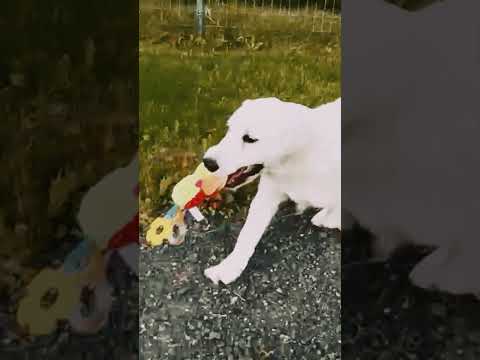Golden Retriever Welpe kaufen