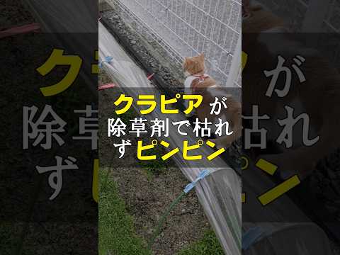 ヒルガオを自然に取り除く方法は？万能の除草剤は存在するのか？  庭園