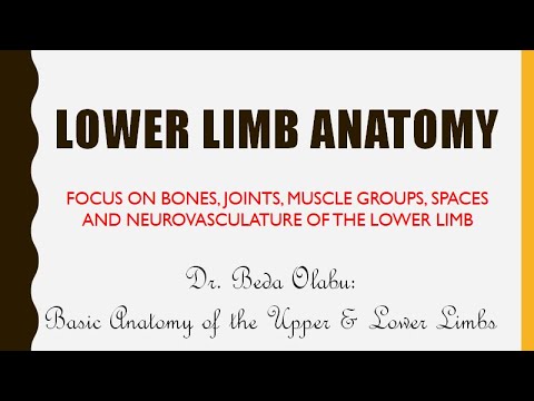 ANATOMY OF THE LIMBS PART 1 - OVERVIEW OF LOWER LIMB ANATOMY