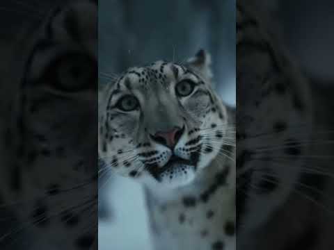 Brave Alpinist Risks His Life to Save a Leopard Cub from an Eagle’s Nest.       #shorts