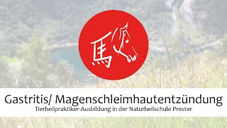 Gastritis/Magenschleimhautentzündung bei Hund, Katze, Pferd und Co. - Tierheilpraktiker-Ausbildung