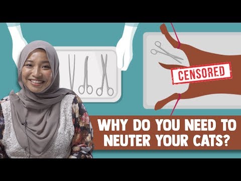 Why Do You Need to Neuter Your Cats?