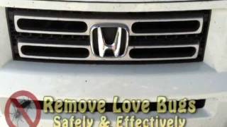 Remove Love Bugs From Any Car Or Truck The REAL Way!