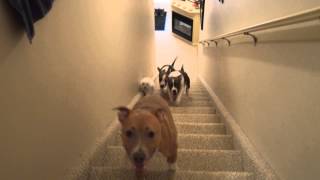 What a cute stampede