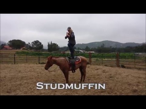 Studmuffin (Poco Tom Beam)