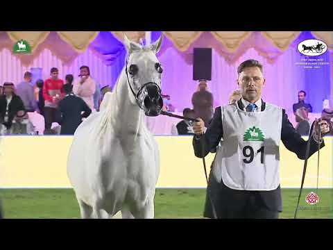 N 91 JAWHARA ALSAWARY   2021 KING ABDULAZIZ ARABIAN HORSE CENTER SHOW   Fillies 3 Years Old Class 3