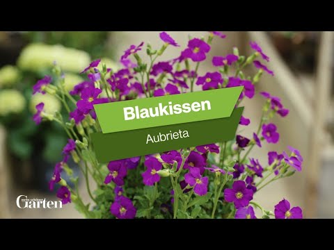 Blaukissen Tipps zur Pflanzung und Pflege