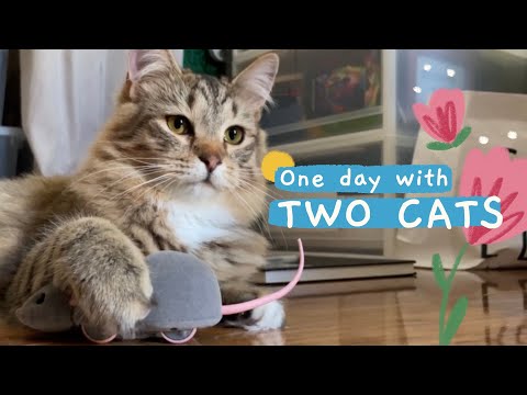 One day with two cats (one siberian and one ragdoll)