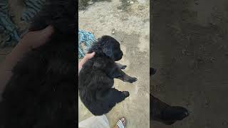 Gaddi Kutta Puppies Videos