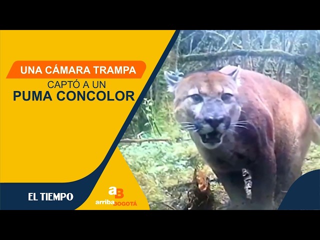 ¡Buenas noticias! Avistan a Puma en una reserva natural en el Quindío