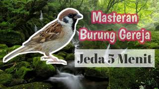 Download lagu Masteran Burung Gereja Jeda 5 Menit Anti Stres mp3 Download lagu Masteran Burung Gereja Jeda 5 Menit Anti Stres mp3