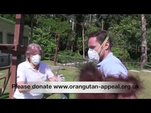 Baby Orphan Orangutan Archie doing great - Destination Conservation