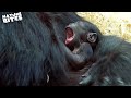 Baby Gorilla Born at the Zoo | Amazing Animal Babies | Nature Bites